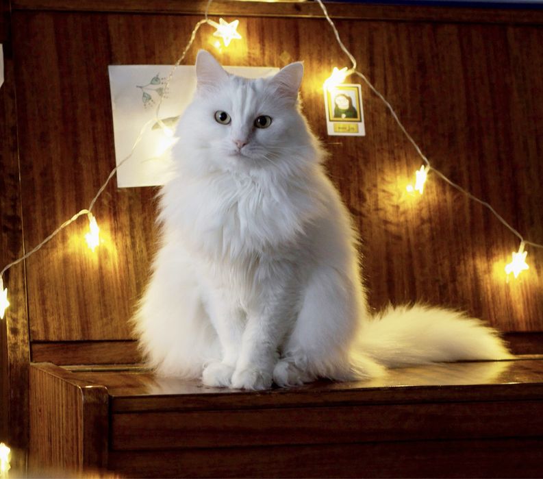 Белая кошка похожа на ангору