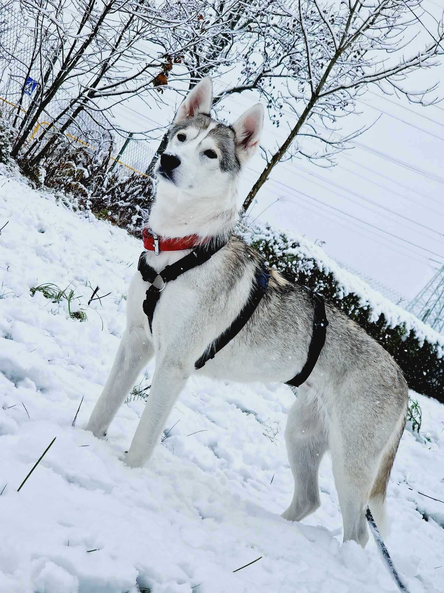 BERI - piękna sunia w typie łajki syberyjskiej / husky szuka domu