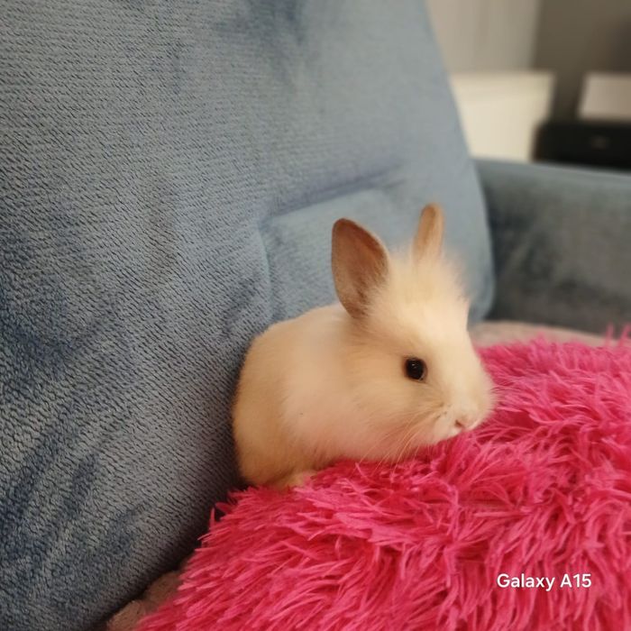 Królik miniaturka