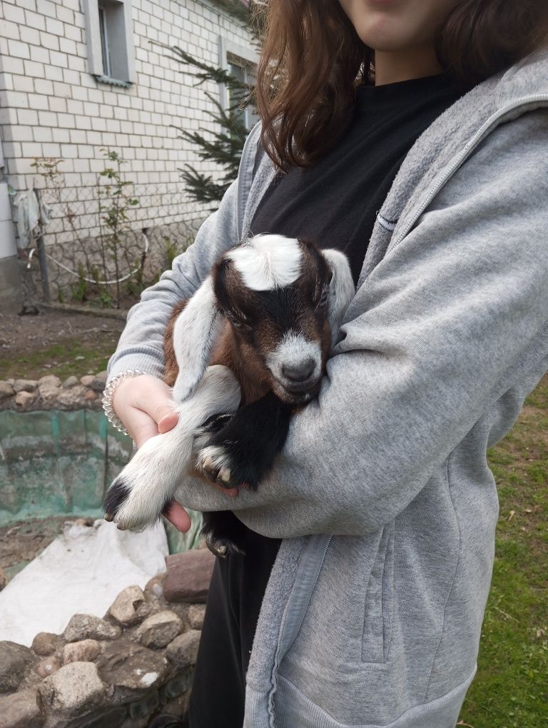 Нубійський козлик на розплід