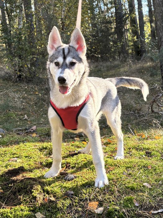 Husky – urocze szczenię z rodowodem, gotowe do odbioru