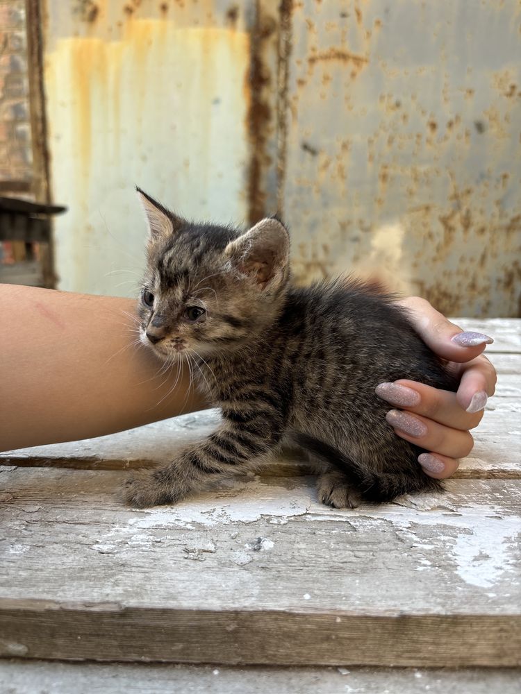 котенок девочка, серая