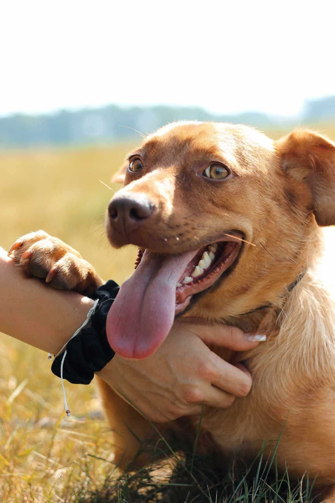 vandelopa poleca się do adopcji