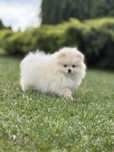 Pomeranian  szpic miniaturowy cremowy chlopak