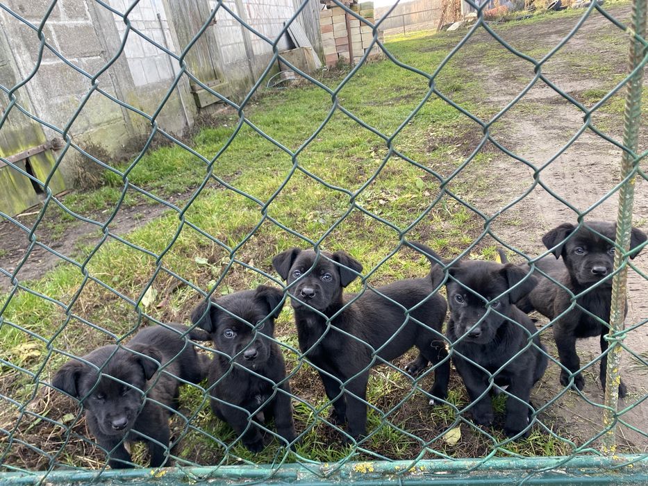 Szczeniaki do oddania