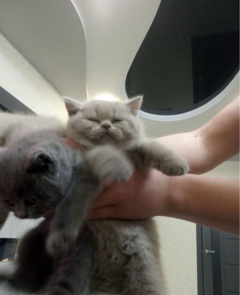 Британські котята