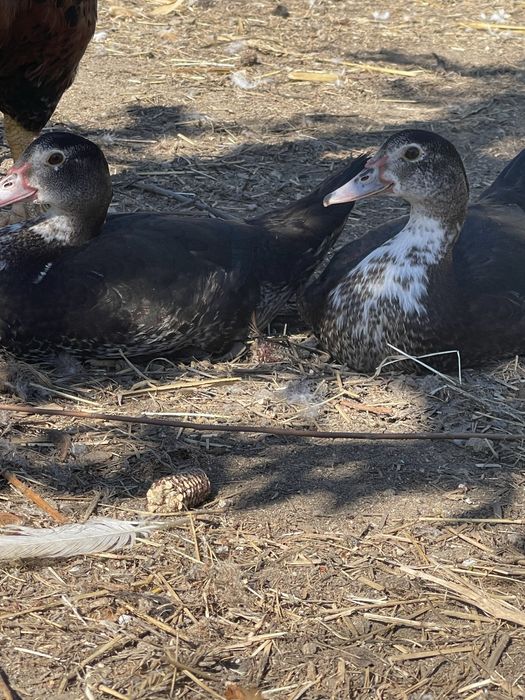 Patos criados na quinta