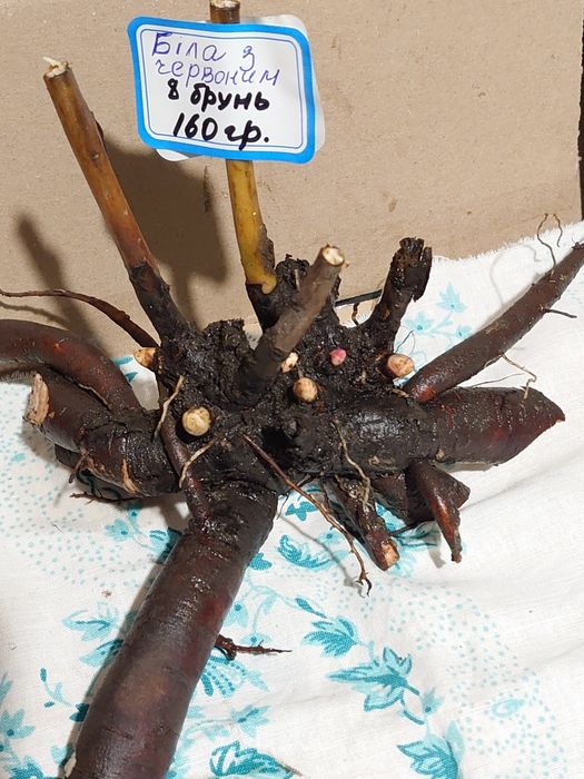 Півонії білого кольору Festiva Maxima, бордова Felix Crousse