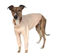 Bluza bawełniana dresowa dla psa charta greyhound