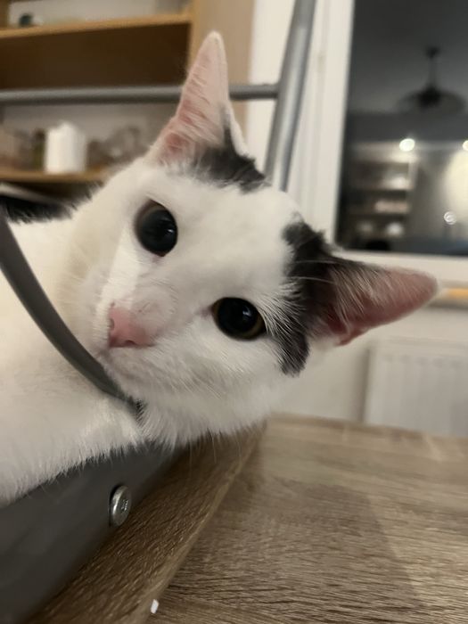 Oddam kocurka 7 miesięcy