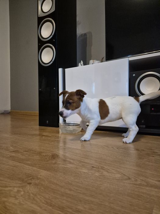Jack Russell Terrier suczka REZERWACJA!!!