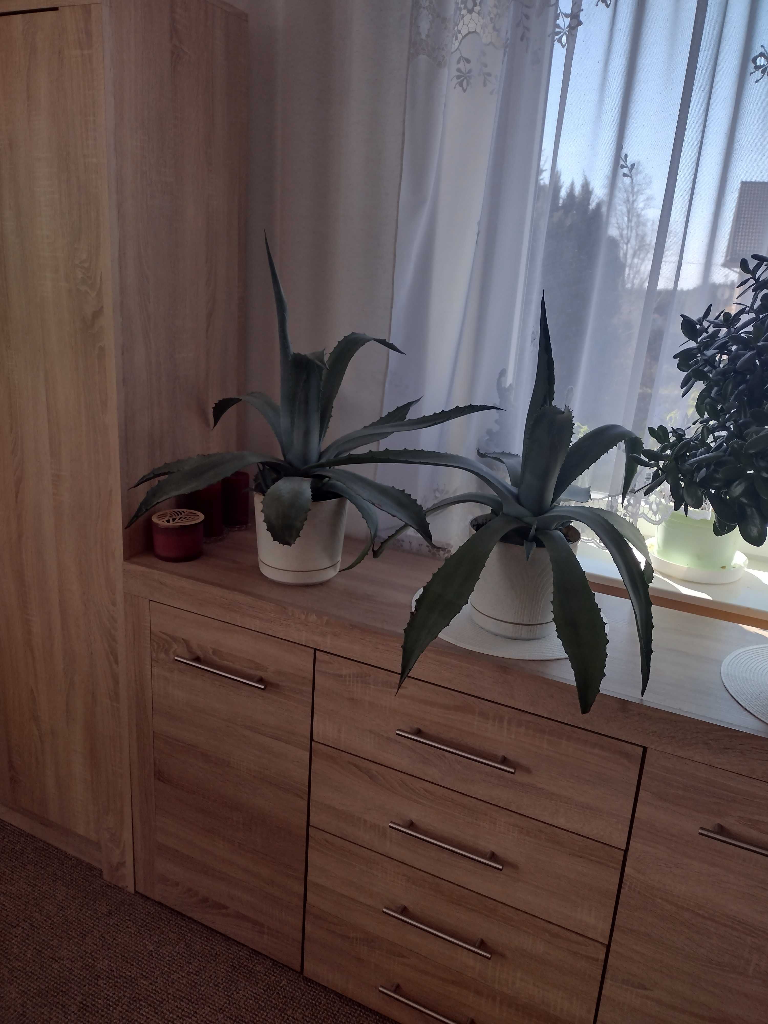 Agawa 2 sztuki w komplecie