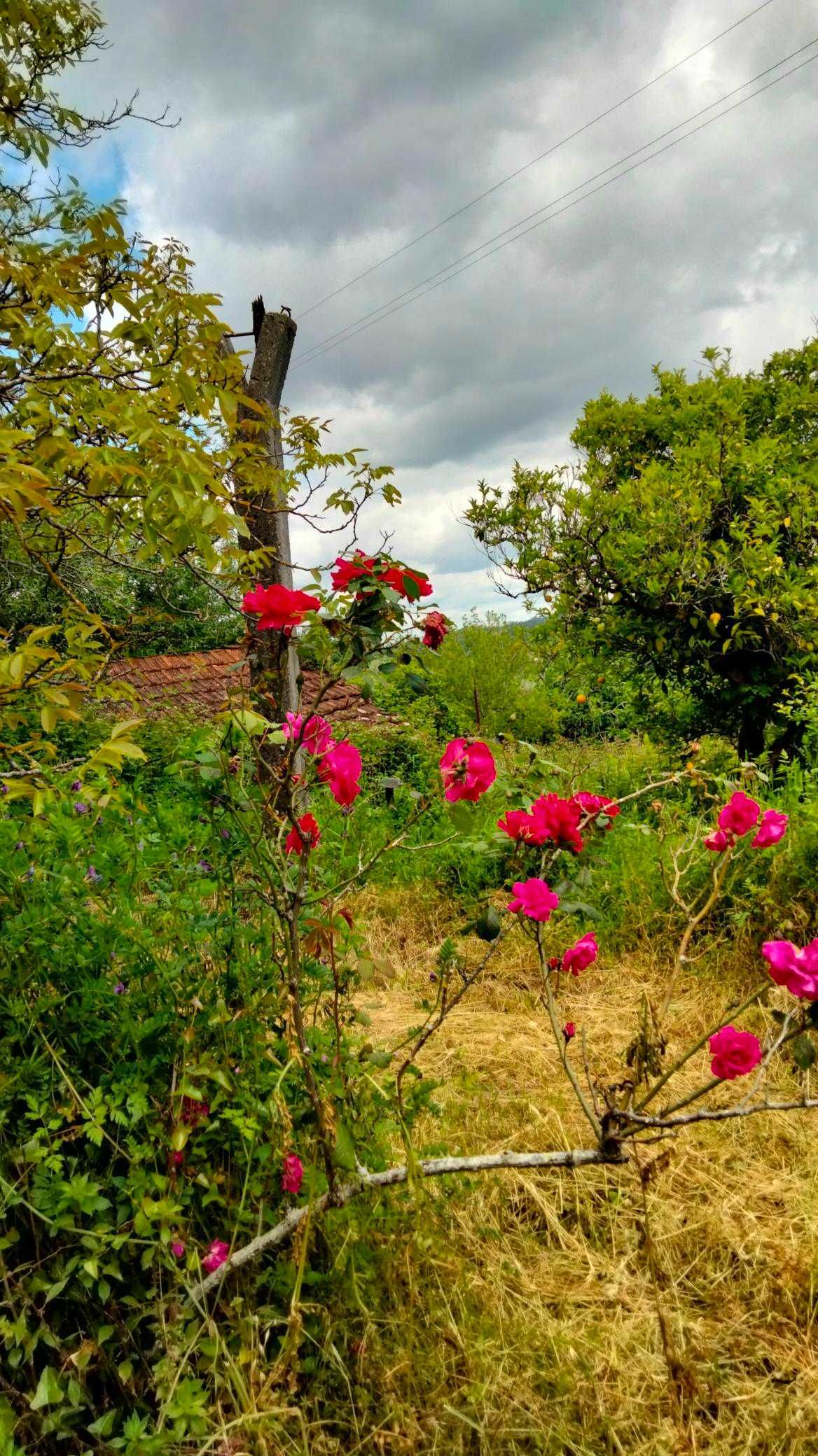 Pequena quinta junto à cidade de Pombal