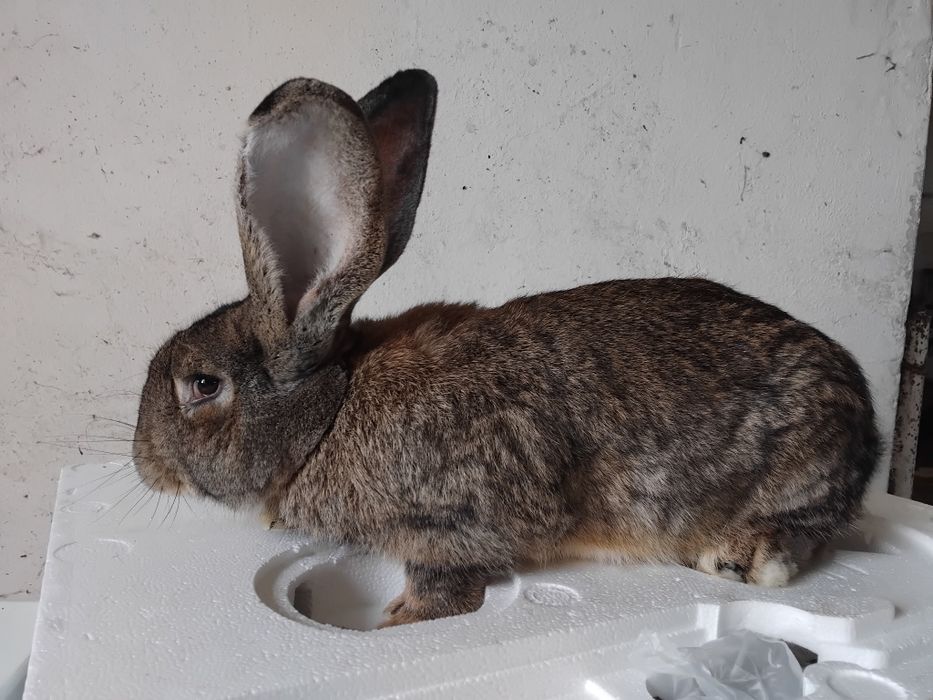 Króliki króle Belgijski Olbrzym Szary