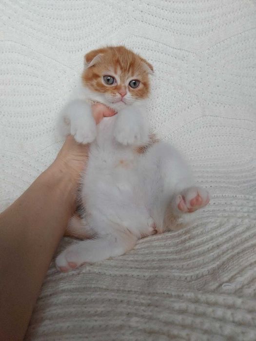 Симпатичный и харизматичный котенок-девочка породы Скоттиш Фолд. Киев