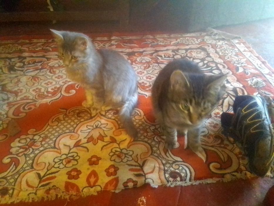 Отдам котят в хорошие руки