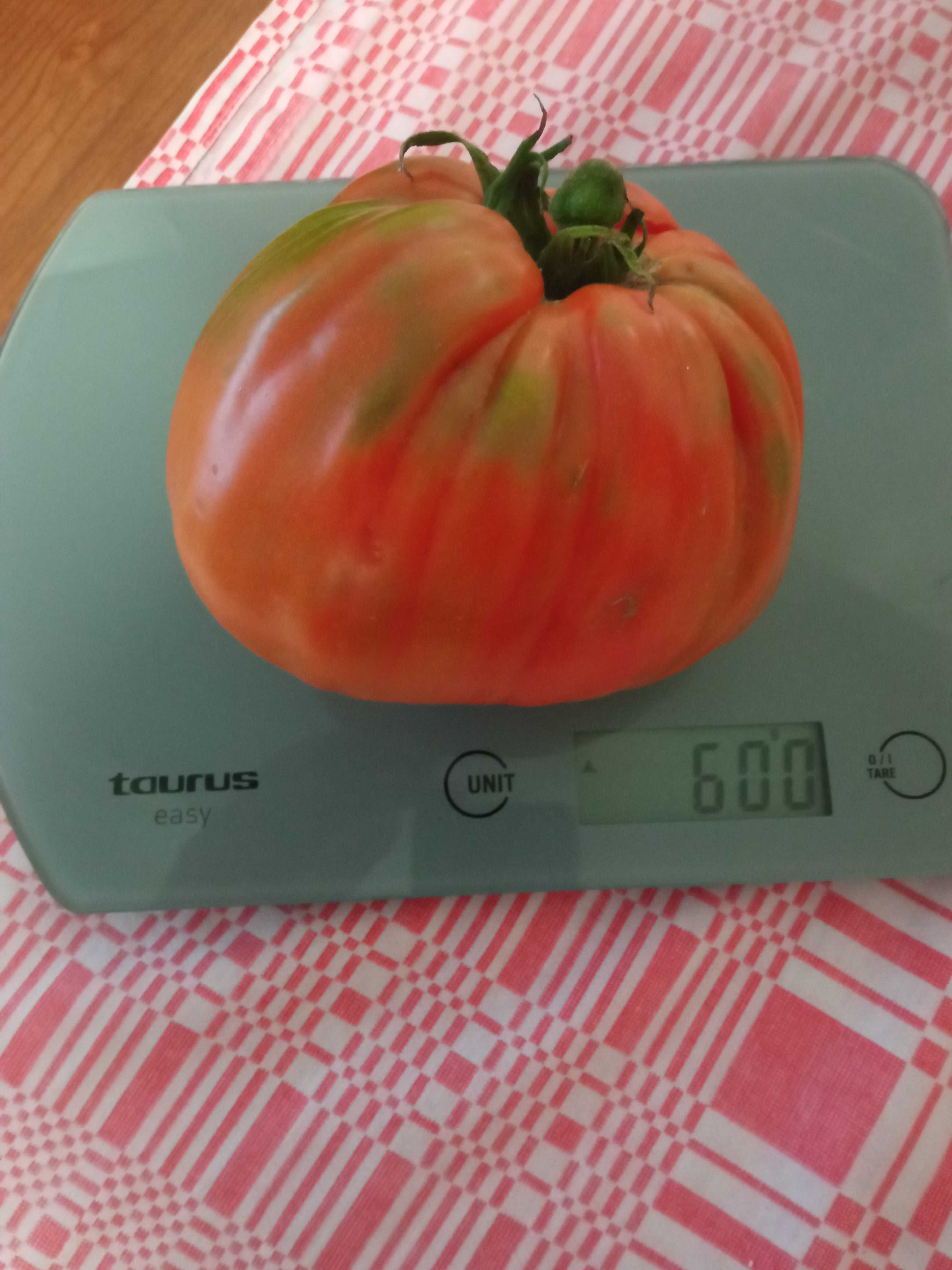 Sementes de 5 variedades de Tomates Especiais