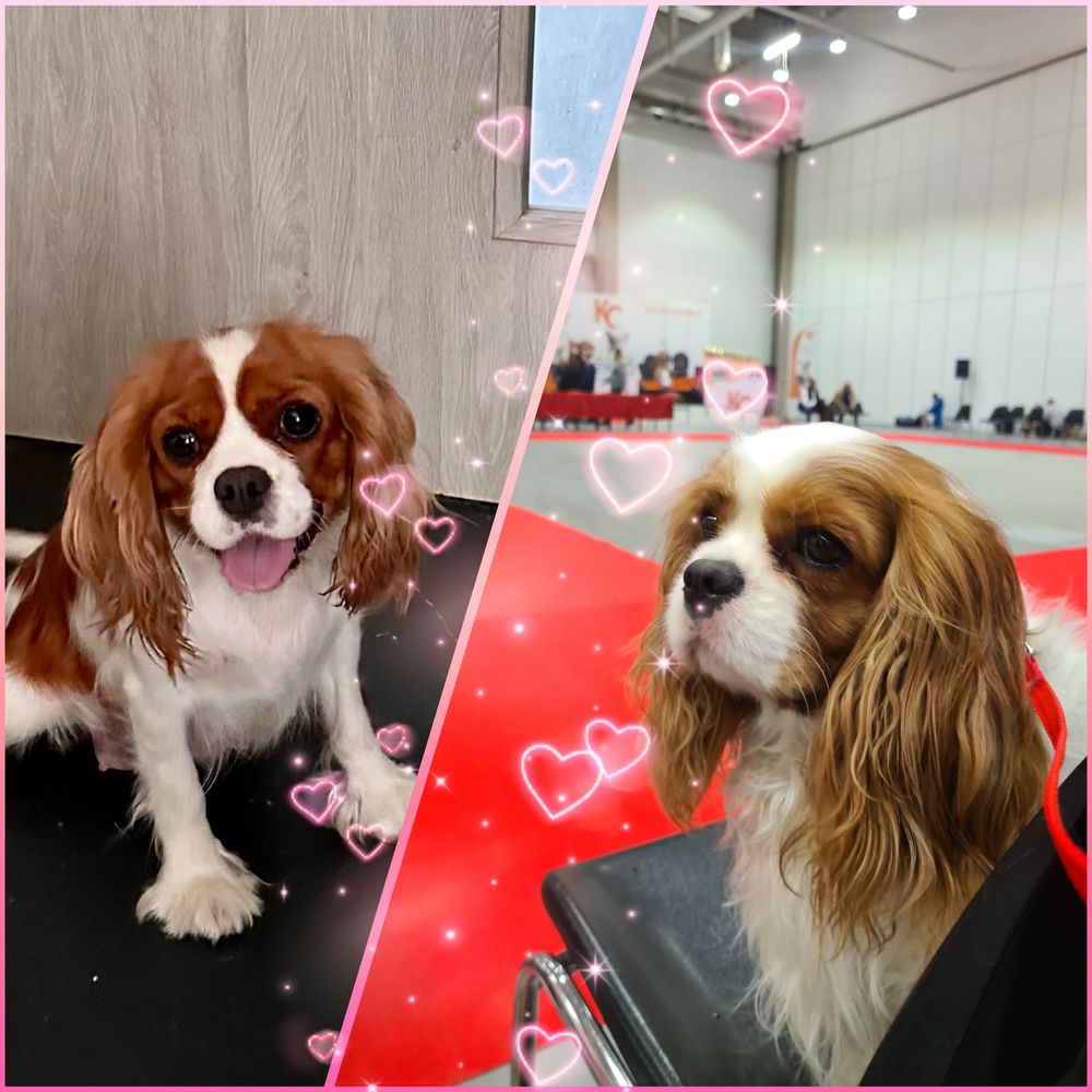 Cavalier king charles spaniel chłopiec