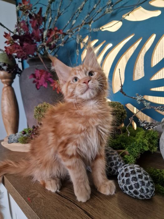 Maine Coon kotka kocięta do hodowli