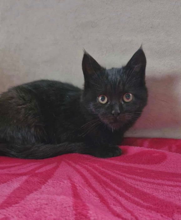 Чорне кошенятко хлопчик шукає найкращий дім! Котик 2 місяці.