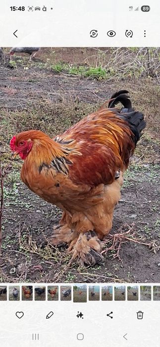 Кури - Кохінхіни (брама ).