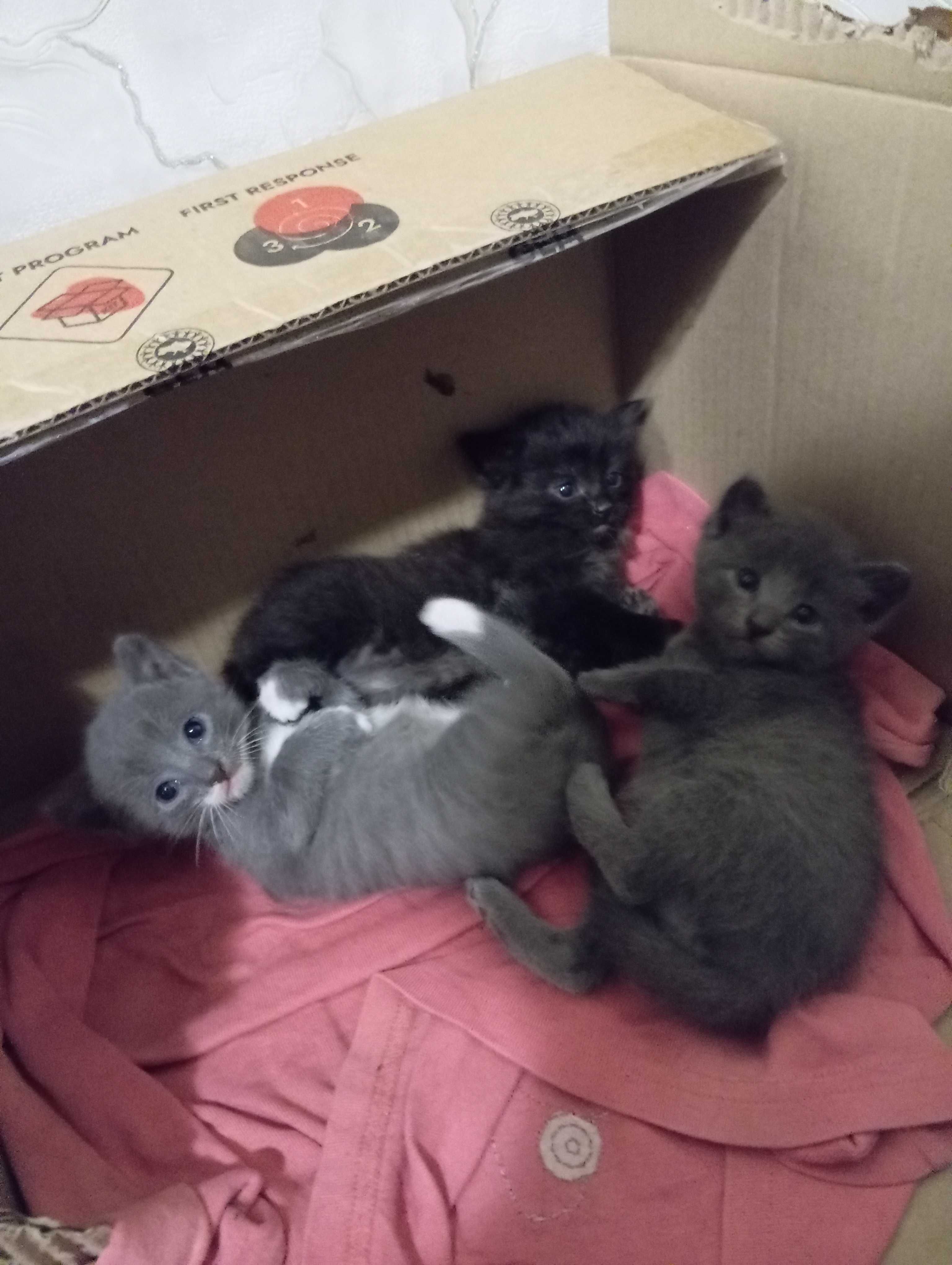 Віддам гарних котенят