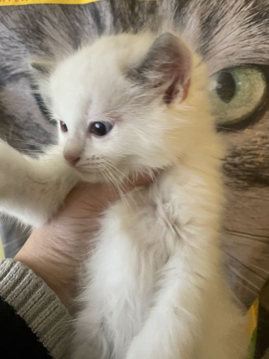 Ragdoll rodzice  FPL  kot kotka seal bicolor