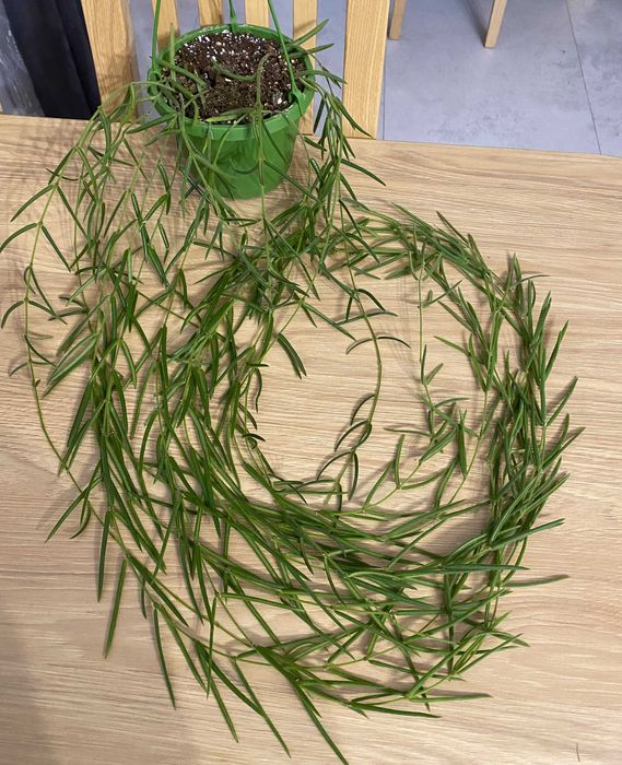 Hoya linearis ze zdjęcia, ok. 115 cm