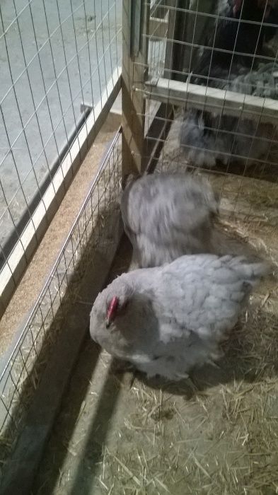 Инкуб яйцо цыплята кур орпингтонов,кохинхинов,ливенской ситцевой