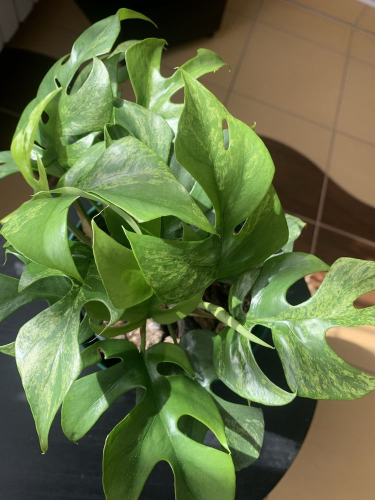 Monstera minima mint - ukorzeniona !