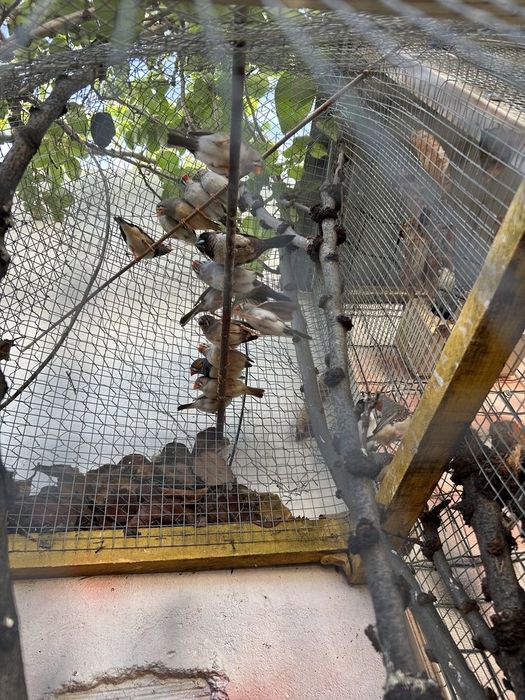 Agapornis, periquitos, mandarins, forpus azuis, caturras e outras aves