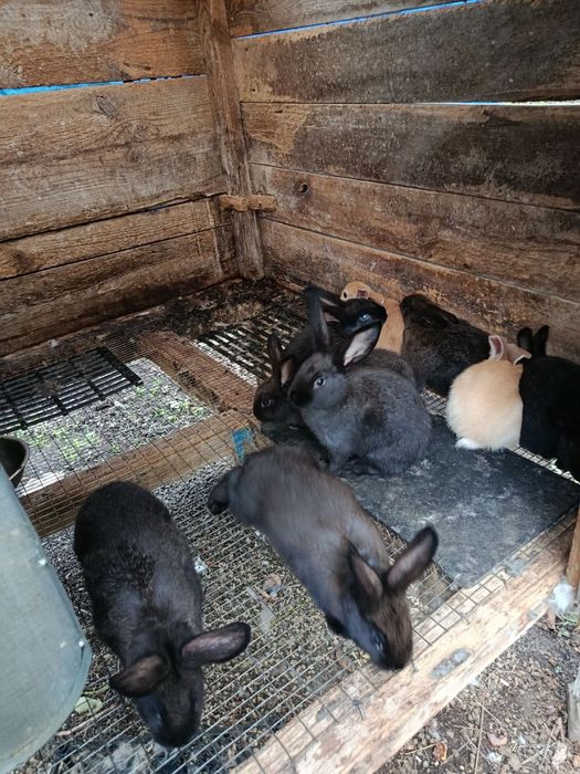 Продам кролів вік 2,5 місяці