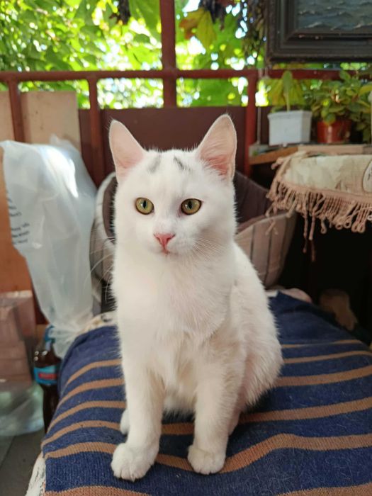 Котики в хорошие руки