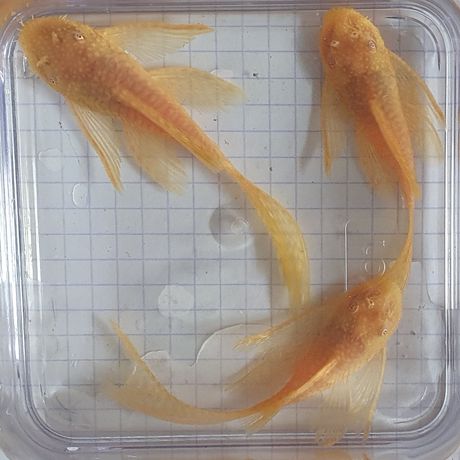 Ancistrus Albino long fin welon samiec  Wysyłka Glonojad Zbrojnik