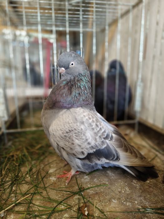 Gołębie sowy. Long face