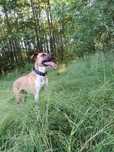 Oddam suczke pitbulla za darmo