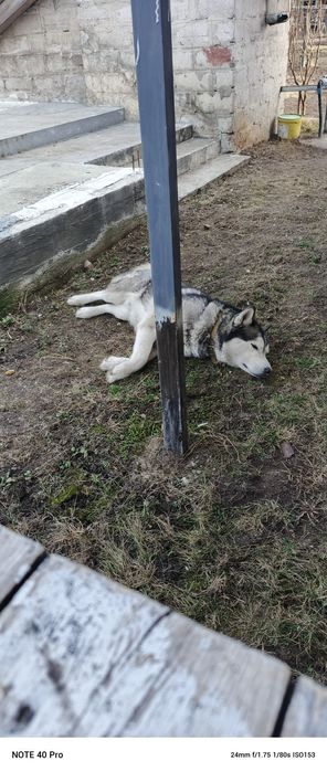 Хлопчик хаскі шукає подругу