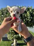 Chihuahua menino lindo