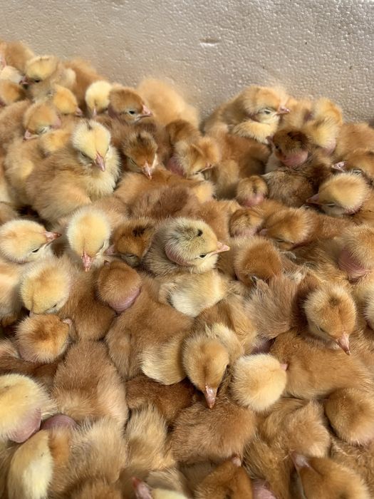 Бройлер кобб 500