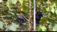 Саженцы и черенки ( кишмиши селекции США)  винограда