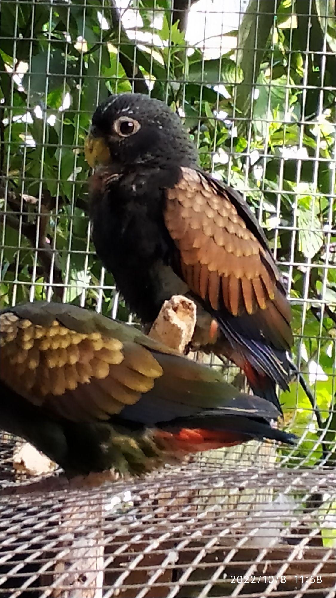 Pionus chalcopterus - asa de bronze