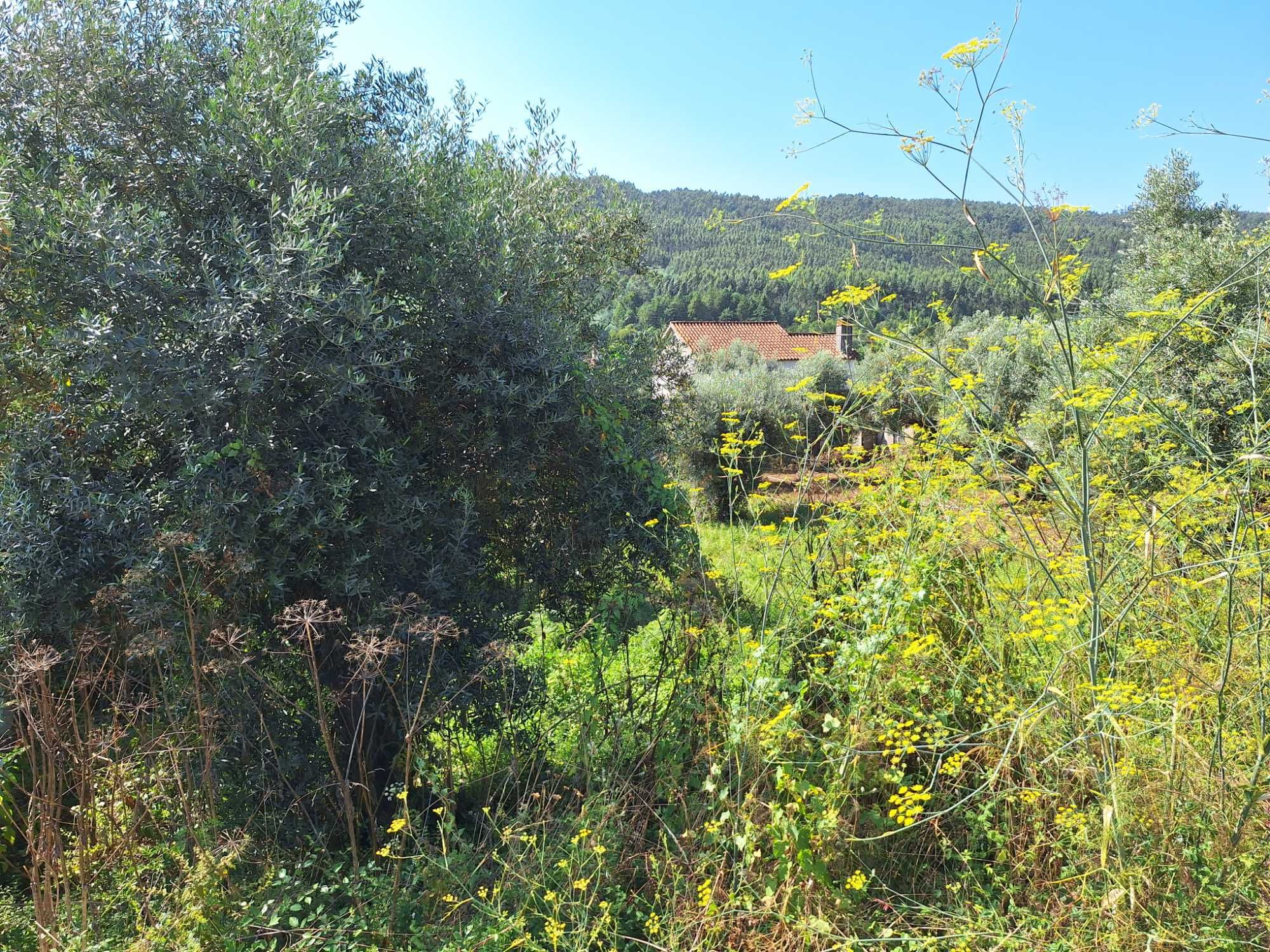 Terreno urbano com 873 m2, Regateira, Góis