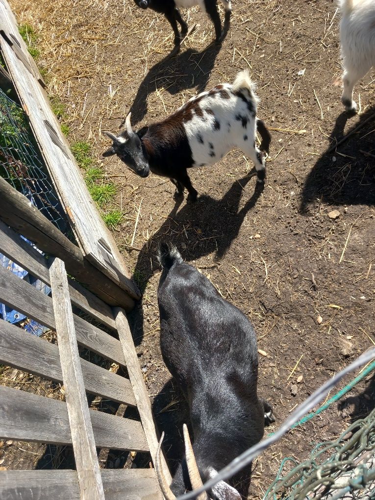 Vendo Rebanho de Cabras e Bodes Reprodutores – 4 Animais em Excelente