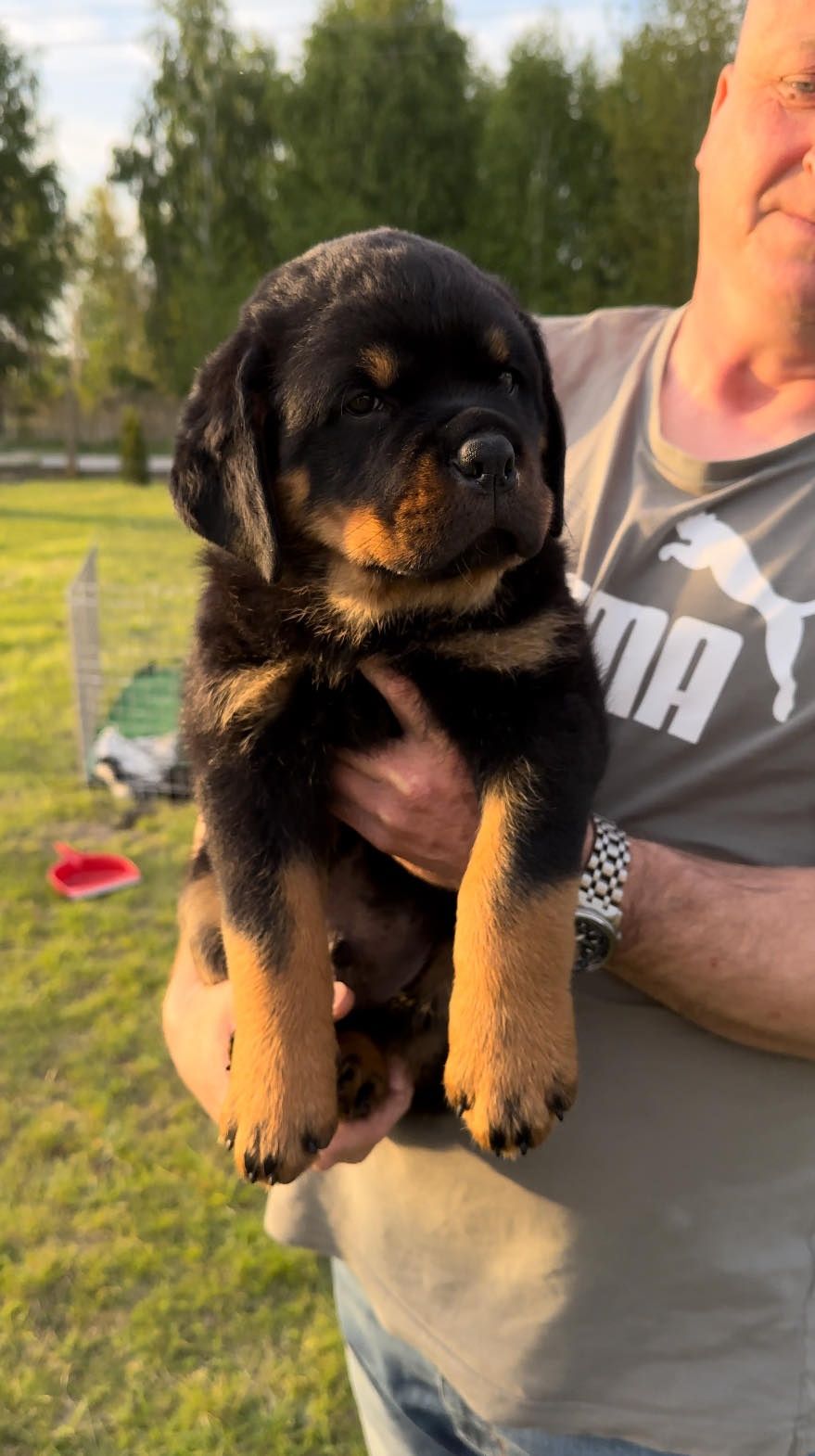 Rottweiler piesek ZKwP FCI