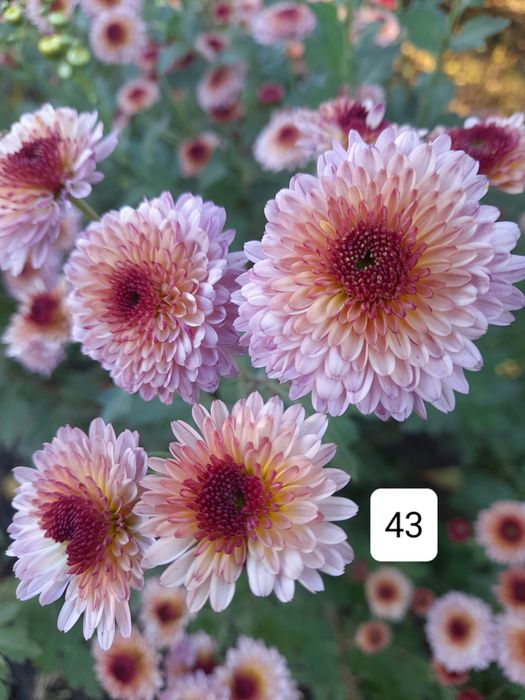 Веточные хризантемы. Гіллячкові хрізантеми