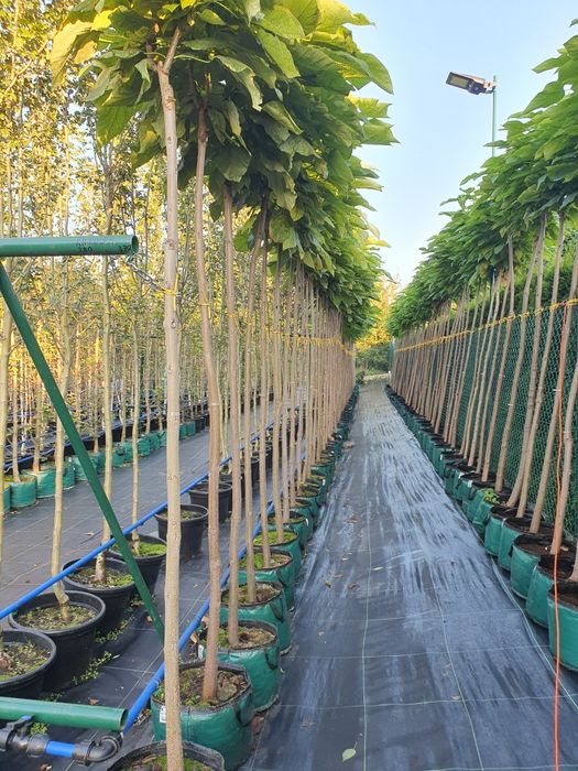 Drzewa alejowe- lipa, grab, klon, brzoza, platan, śliwa i inne