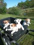Jack Russell Terrier