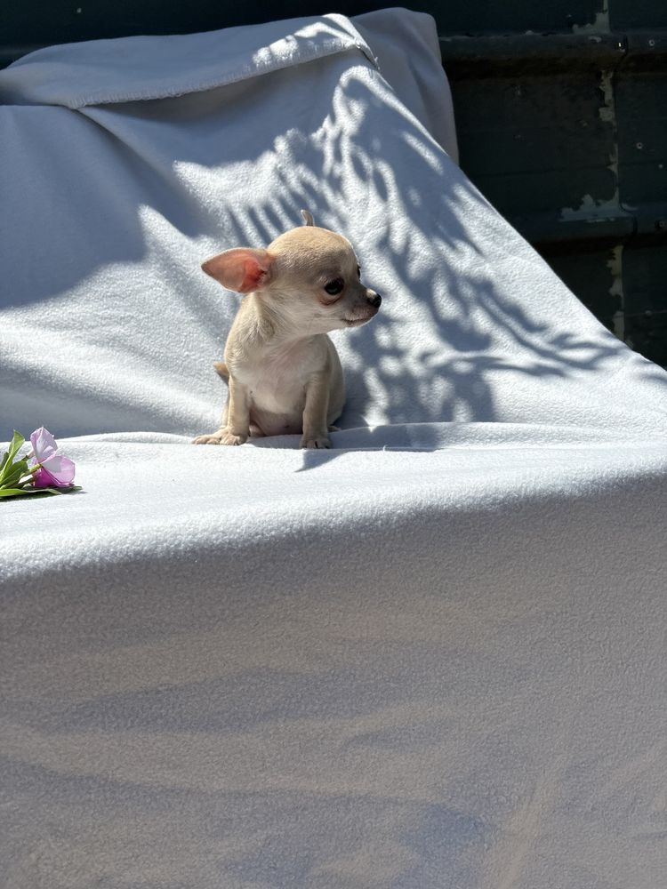 Chihuahua femea mini pelo curto