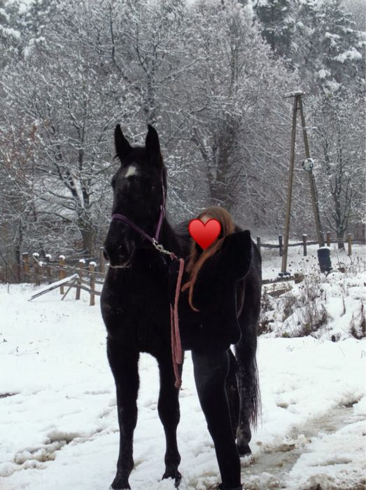 Klacz rasy śląskiej - PIWWONIA (GA)