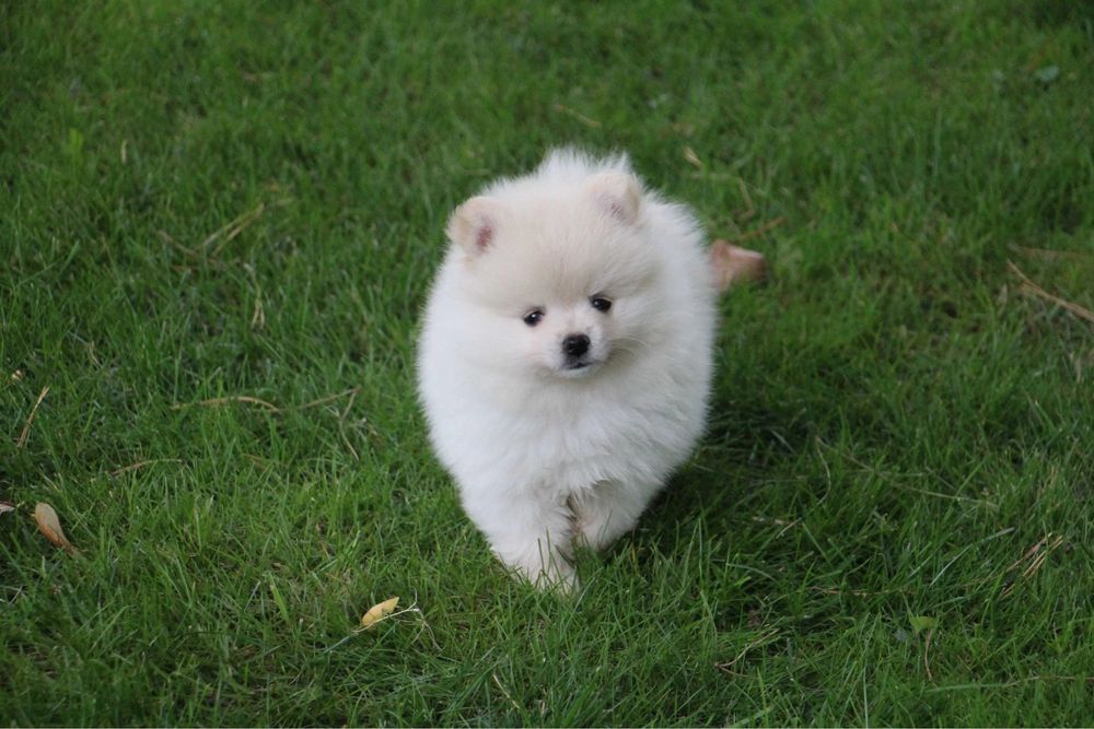 Lulu da ponerania  menino